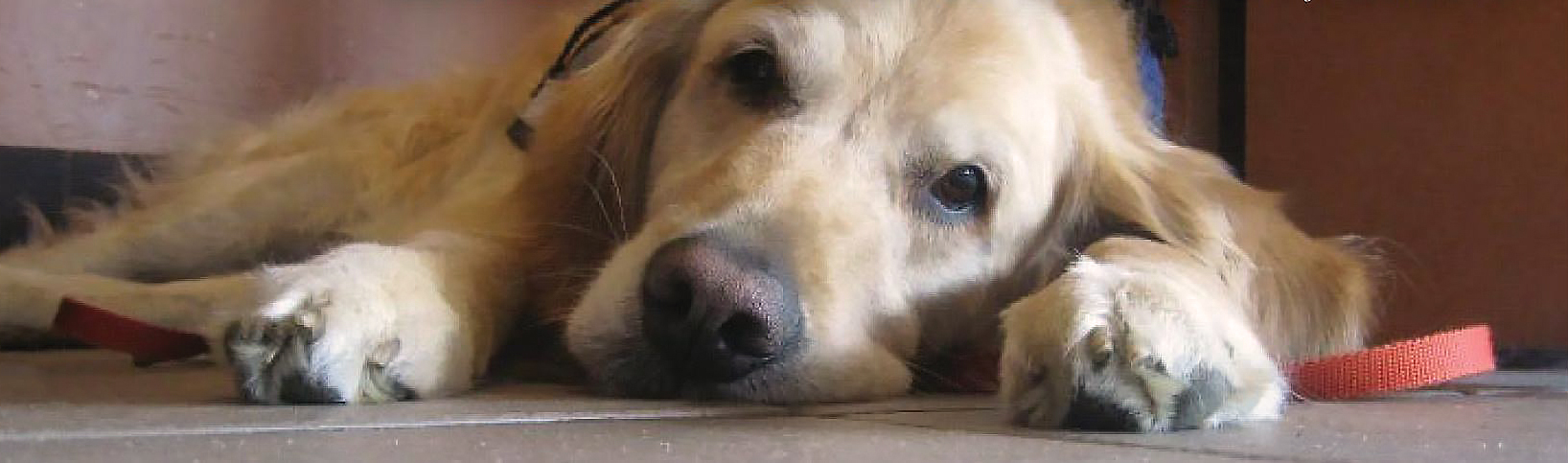 sweet labrador service dog resting and looking into the camera