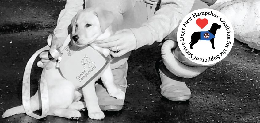 Service Dog Puppy Marcy II