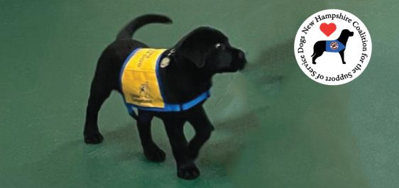 Service Dog puppy in training