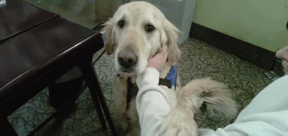 The image shows a golden retriever wearing a blue vest, indicating that it’s a service dog. The dog is sitting indoors on a patterned carpet, beside a dark wooden table. A person, seen partially on the right side of the image, is gently holding and petting the dog under its chin with one hand while the dog’s paw rests on their arm. The dog looks directly at the camera with a calm and affectionate expression.