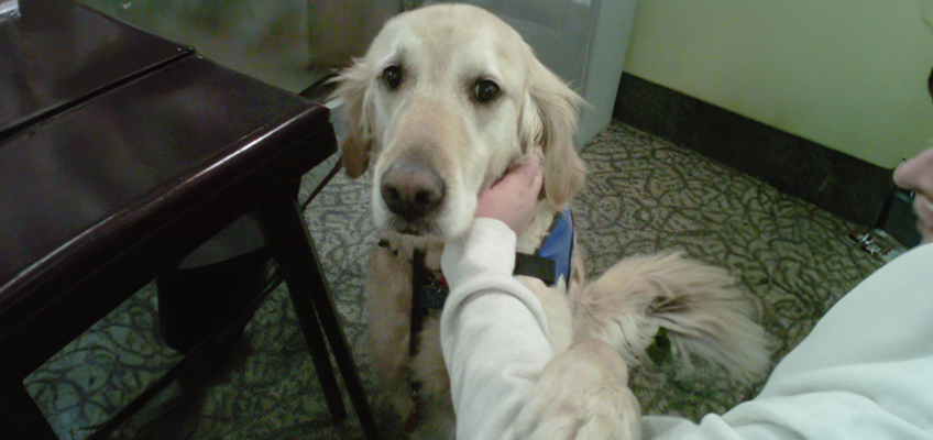 The image shows a golden retriever wearing a blue vest, indicating that it’s a service dog. The dog is sitting indoors on a patterned carpet, beside a dark wooden table. A person, seen partially on the right side of the image, is gently holding and petting the dog under its chin with one hand while the dog’s paw rests on their arm. The dog looks directly at the camera with a calm and affectionate expression.