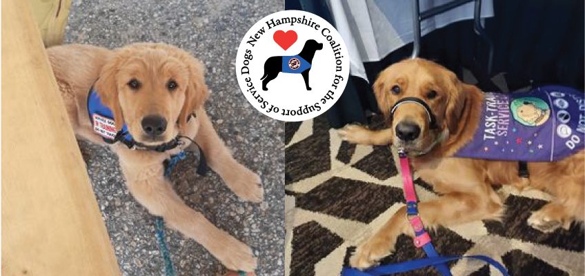 Golden Retriever puppy being trained as a service dog then as a fully trained service dog