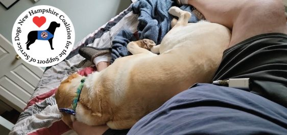 Yellow labrador lays on man's lap performing deep pressure therapy.