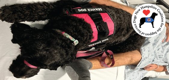 Service dog on hospital bed with boy