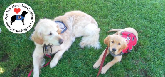 Golden retriever service dog and golden retriever service dog in training laying in the grass.
