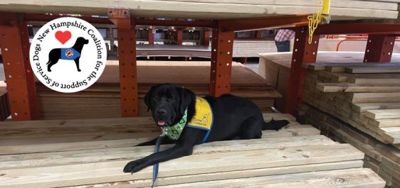 Blach labrador service dog lays on stack of wooden boards