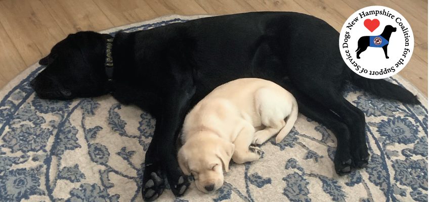 Black Labrador snuggles with Yellow Labrador puppy