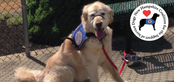Golden Retriever service dog in front of fence.