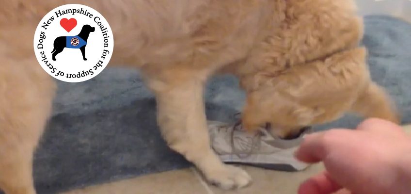 Golden retriever service dog retrieving shoe