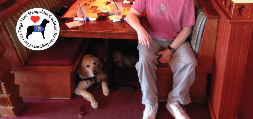 Golden retriever service dog under booth at restaurant