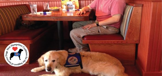Golden retriever service dog playing next to a booth in restaurant