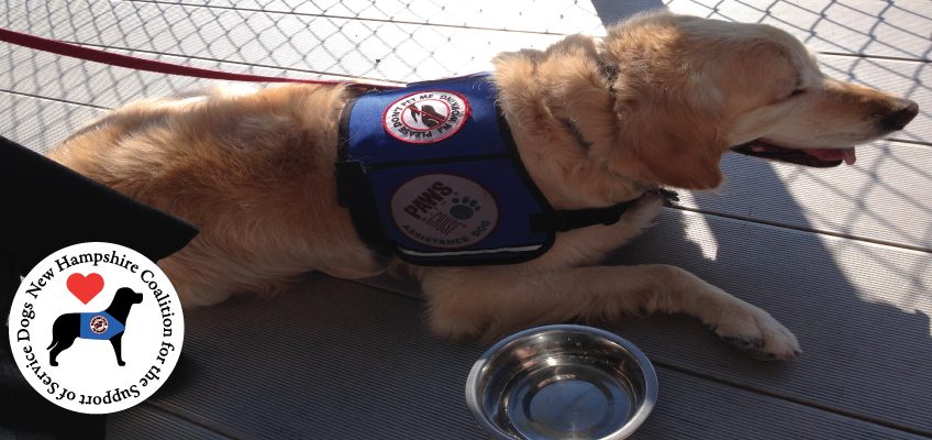 Golden retriever service dog laying next to a water bowl