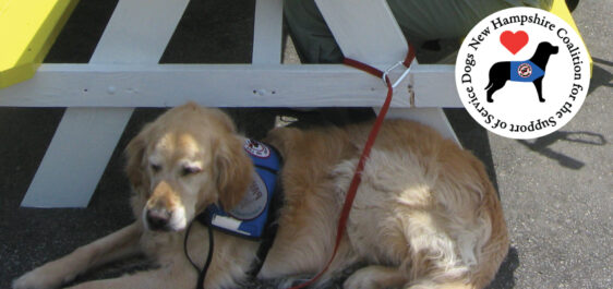Golden Retriever service dog laying next to picnic table