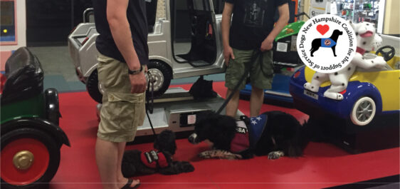 Two service dogs training at the mall, laying in front of a motorized car ride for kids outside a store front