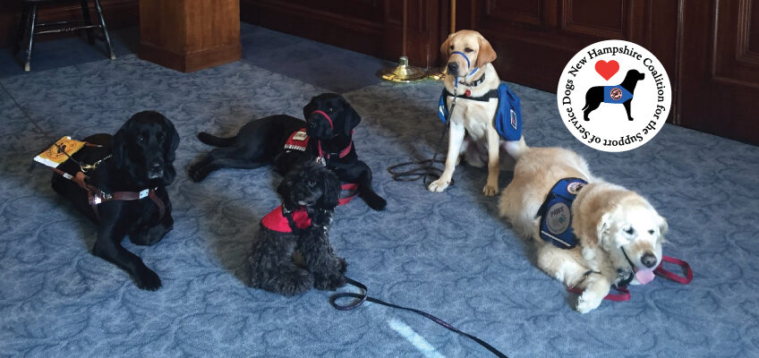 Group of service dogs (some laying, some sitting) on a blue carpeted surface