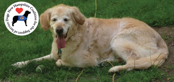 Golden retriever laying in grass with tongue out
