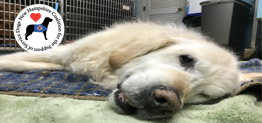 Close on a Golden Retriever's face lying on the floor in a veterinarian's office