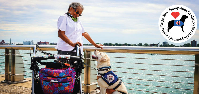 Woman stands behind walker and lovingly looks down at her yellow Labrador service dog