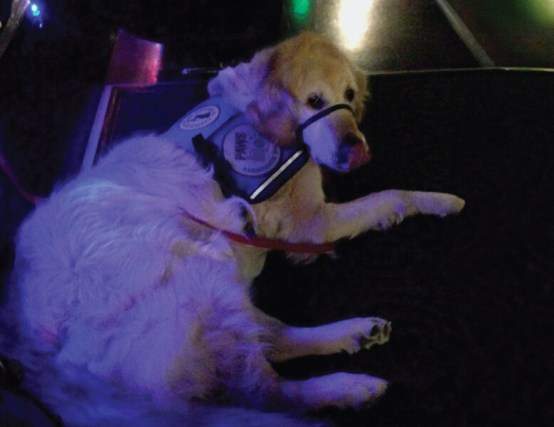 Service dog Japhy relaxing at a movie
