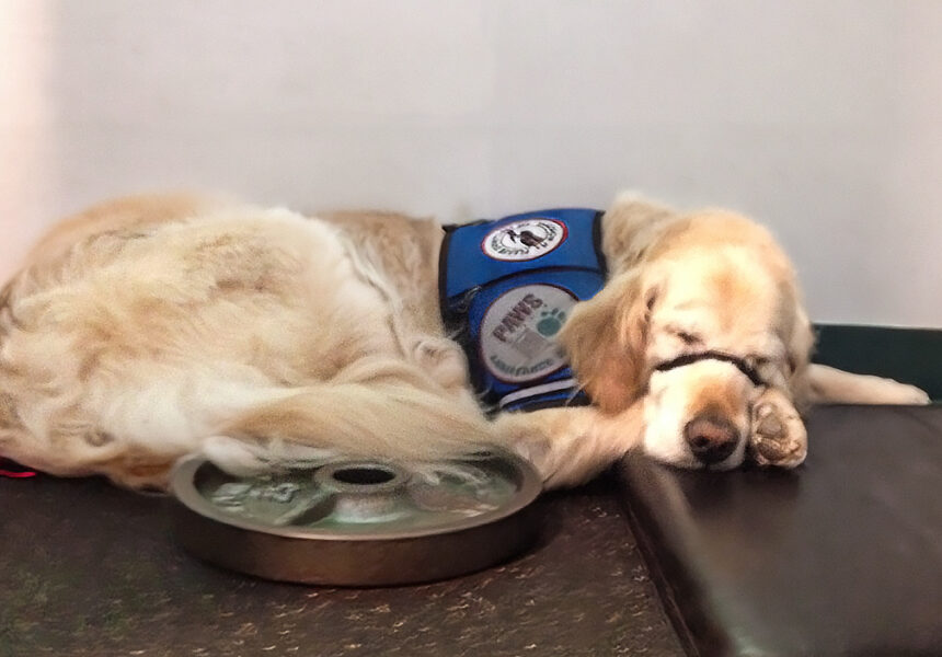 Japhy the service dog at the gym