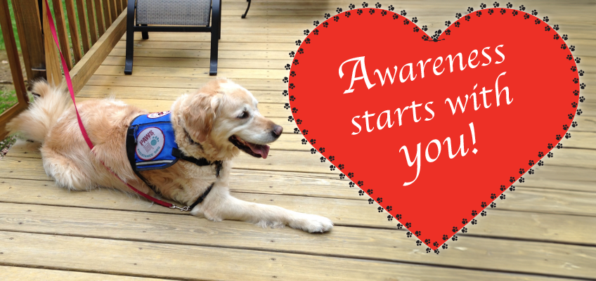 The image shows a golden retriever lying on a wooden deck. The dog is wearing a blue service vest with a patch that says "Paws With a Cause." The dog looks relaxed with its mouth open and tongue slightly out. To the right side of the image, there is a large red heart graphic outlined with small black paw prints. Inside the heart, white text reads: “Awareness starts with you!” The overall theme of the image emphasizes service dog awareness and advocacy.