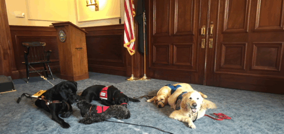 The image shows four service dogs lying on the floor of the Chambers of the executive council at the state house in Concord New Hampshire. The dogs are wearing service vests in different colors (red, blue, black). The dogs include two black Labs, one smaller dog with a grayish coat, and a golden retriever. A wooden podium with a government seal is visible in the background, along with an American flag and another flag.  The walls are wooden-paneled with brass door handles, adding to the formal setting.  The dogs are calm and relaxed, one of them looking directly at the camera with its mouth open as if smiling. 
