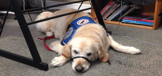 The image shows a golden retriever lying on the floor under a desk. The dog is wearing a blue service vest with patches, indicating that it is a service dog. A red leash is attached to the dog, and its body is stretched out comfortably on a carpeted surface. In the background, there is a bookshelf with various books and items, suggesting an office environment.